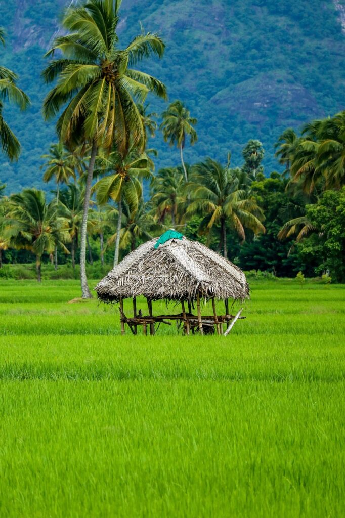 hut, tropical, nature, shelter, outdoors, countryside, rural, beuty, china, kerala, india, paddy field, river, moon, kerala, kerala, kerala, kerala, kerala